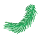 olejek sosnowy i terpentynowy